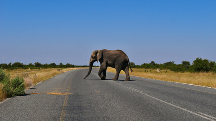 Naklejka na ściany i meble Big single African elephant (loxodonta) with ivory tusks crossing the main road between Kasane and Nata in Kalahari desert, Botswana, Africa.