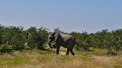 Fototapeta na wymiar Huge African elephant (loxodonta) with ivory tusks climbing over a broken fence alongside the main road between Kasane and Nata in Kalahari desert, Botswana, Africa.
