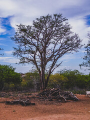 Região rural do sertão do Brasil e conta com a caatinga como bioma vegetal. Clima tropical...