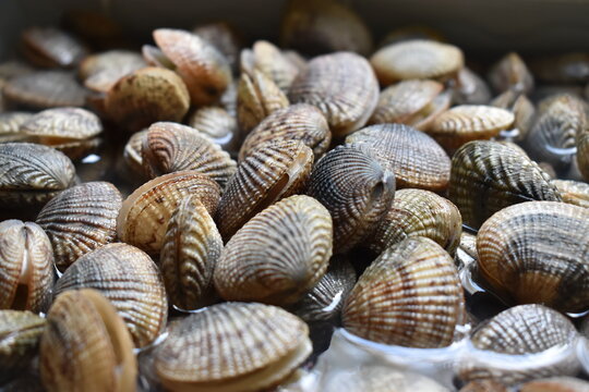 Picture of fresh Clams on a morning fish market. Seafood background, healthy food.