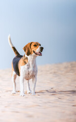 Beagle feliz en la playa 