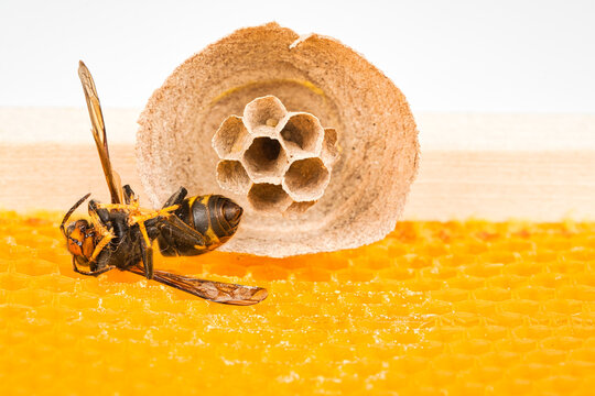 Begin of nest of asian hornet on beehive frame with idead insect on his back