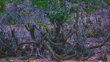 Região rural do sertão do Brasil e conta com a caatinga como bioma vegetal. Clima tropical...