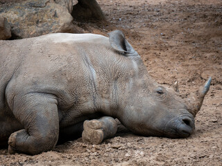 rhino resting