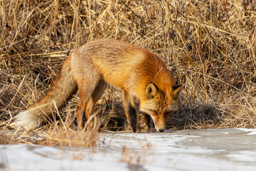 A fox among dry autumn grass at Cape Tobizin on Russian Island in Vladivostok.
