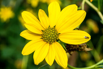 bee on yellow flower