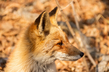 A fox among dry autumn grass at Cape Tobizin on Russian Island in Vladivostok.