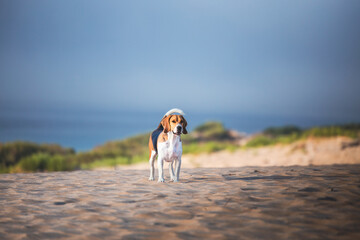 Beagle feliz en la playa 