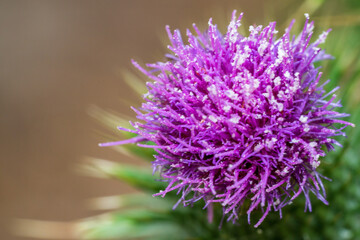 close up of a flower