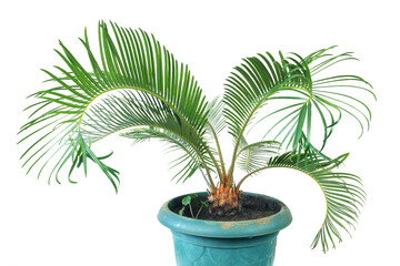 Decorative palm in a green pot isolated on a white background