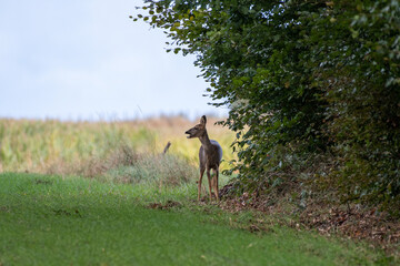 roe deer in the woods