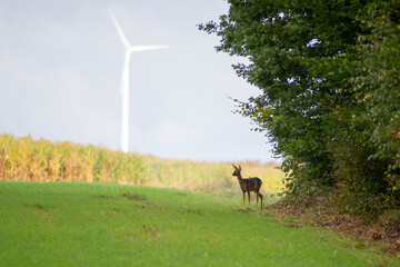 roe deer in a meadow with cornfield and wind turbine in background © yvonne