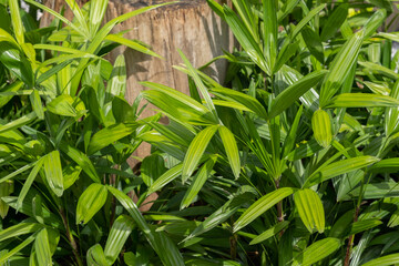 Green lady palm or Bamboo (Rhapis laosensis Becc) in the garden, Houseplant