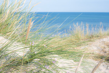 Bright sandy dunes and ryegrass in front of the ocean