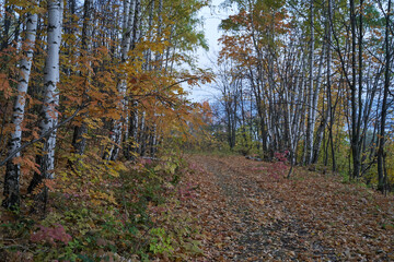 Autumn view from the mountain to the big river, in the forest with Golden leaves and green fir trees. Autumn time in the forest.