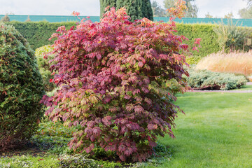Young tree of Japanese maple with autumn leaves in park