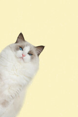 White ragdoll cat with yellow background © Jone
