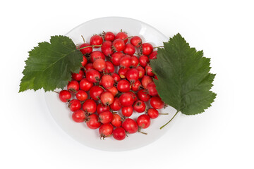 Harvested fruits of hawthorn and hawthorn leaves on white dish