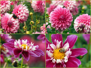 Obraz premium Dahlias
