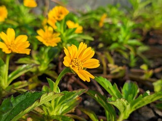 Wedelia flower (Sphagneticola trilobata) Grows wild and fertile in the tropical climate of Borneo