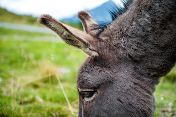 Kopf und Ohren von einem Esel auf der Weid. 