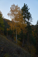 Autumn view from the mountain to the big river, in the forest with Golden leaves and green fir trees. Autumn time in the forest.