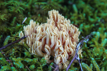 coral reef in the forest