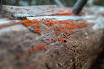 Orange fungus on tree branch