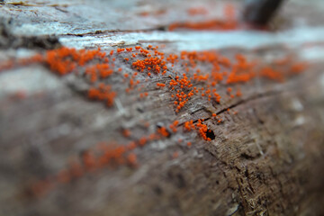 Orange fungus on tree branch close up