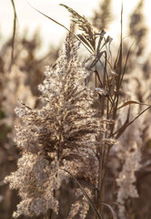 The reed grows near the reservoir