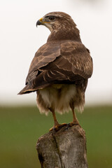 bird of prey buzzard on a fence post