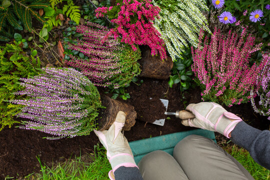 Woman planting heathers in the garden.