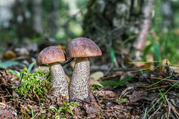 birch mushrooms grow in the forest among the grass
