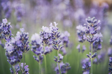 Lavendel in der Blütezeit. 
