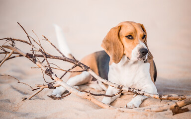 Beagle tumbado relajado 