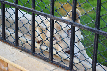 Beautiful white female lioness behind metal fence in a zoo