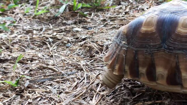Testudo sulcata walking on the lawn.Taoism blurred, out of focus Walking outside the frame