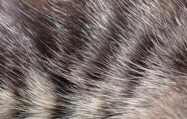 Cat fur as an abstract background.