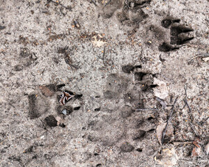 Dog footprints on frozen ground as background.