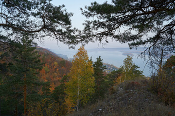 Autumn view from the mountain to the big river, in the forest with Golden leaves and green fir trees. Autumn time in the forest.