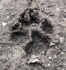 Dog footprints on frozen ground as background.