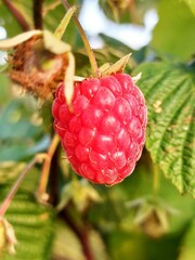 raspberry in focus
