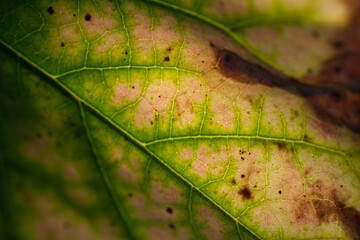 close up of leaf