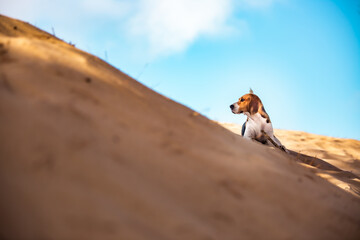 Beagle en la duna - obrazy, fototapety, plakaty