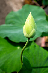 Obraz na płótnie Canvas Lotus buds and lotus leaves.