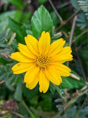 Wedelia flower (Sphagneticola trilobata) Grows wild and fertile in the tropical climate of Borneo