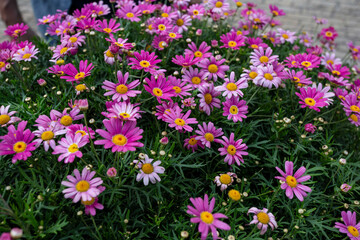 Many daisies that bloom in pink-purple.