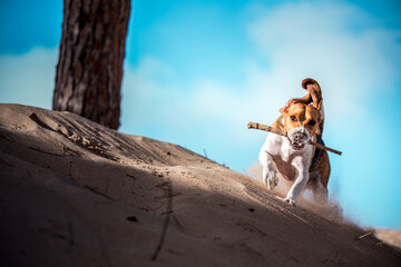 Beagle con palo en la duna