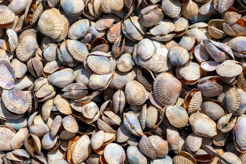 Natural seashells background. Summer beach background. Natural background. Seashells washed up after storm.