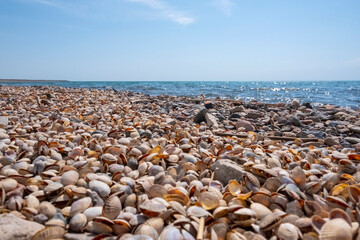 Beautiful wild beach with lots of seashells, background wallpaper design. Beautiful natural landscape. Summer landscape background.